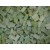 Verde chiaro  tessere smalti per mosaico miscela  n.11
